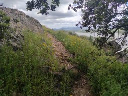Flora del Cerro Masatrigo